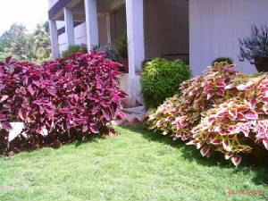 gardencorner.jpg