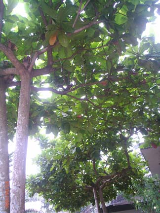 almondtree.jpg